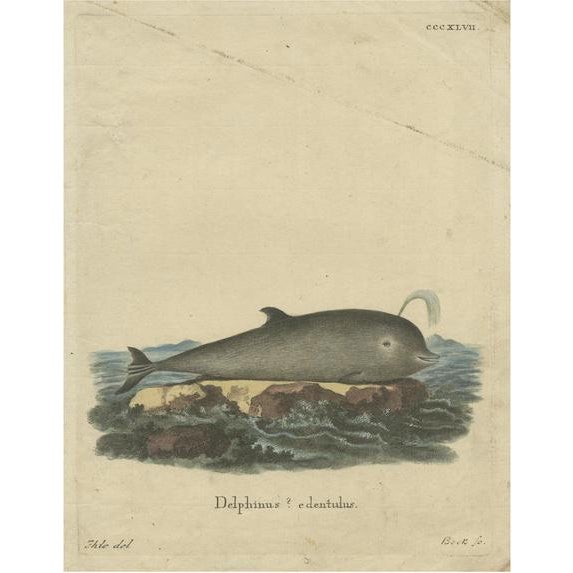 Schreber, Dolphin Species, Print For Sale - Image 6 of 6