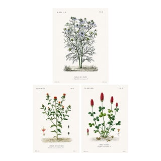 1870 G. Dupuis Lithographs From the Vegetable Kingdom Unframed — Understated Antique Natural History Illustrations Set of 3 For Sale