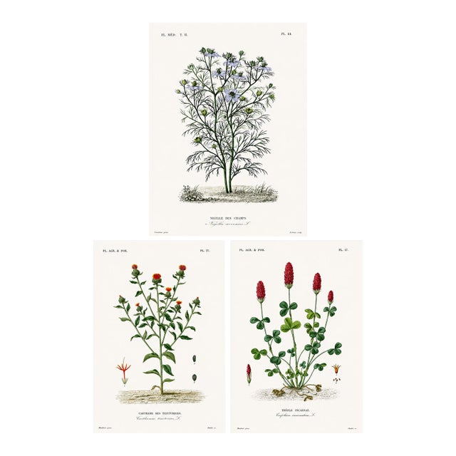 1870 G. Dupuis Lithographs From the Vegetable Kingdom Unframed — Understated Antique Natural History Illustrations Set of 3 For Sale