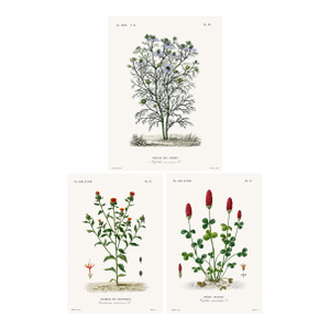 1870 G. Dupuis Lithographs From the Vegetable Kingdom Unframed — Understated Antique Natural History Illustrations Set of 3