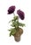 Rustic European Vintage Toleware Purple Ranunculus Topiary Arrangement in Terracotta Pot For Sale - Image 3 of 12