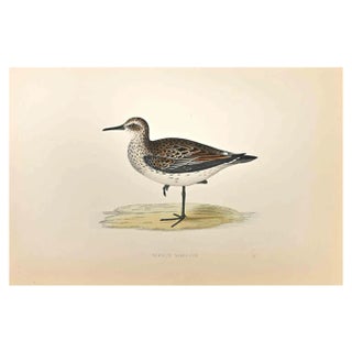 Alexander Francis Lydon, Schinz's Sandpiper, Woodcut Print, 1870 For Sale