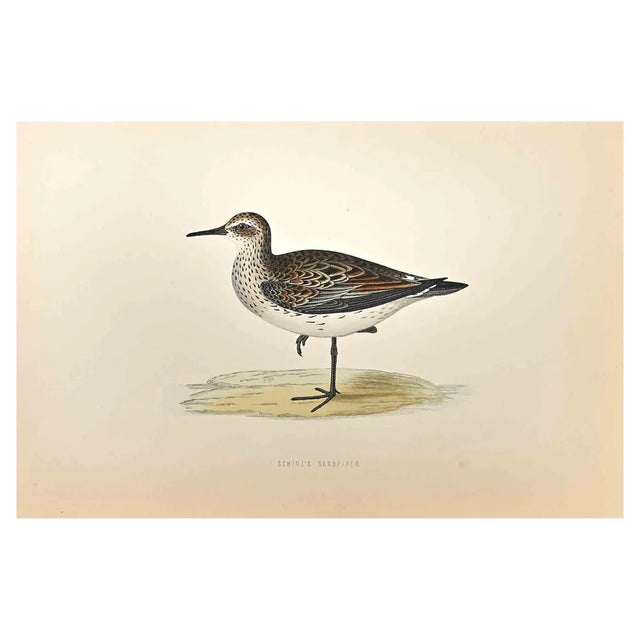 Alexander Francis Lydon, Schinz's Sandpiper, Woodcut Print, 1870 For Sale