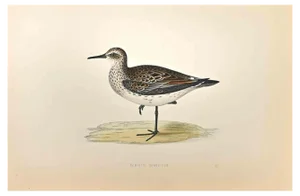 Alexander Francis Lydon, Schinz's Sandpiper, Woodcut Print, 1870
