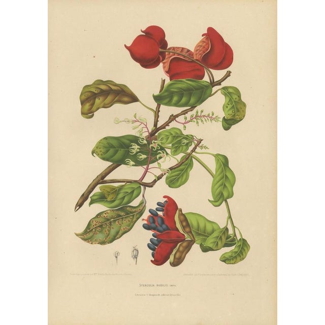 Berthe Hoola van Nooten, Chinese Sterculia, 1880, Chromolithograph For Sale - Image 3 of 9