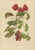 Berthe Hoola van Nooten, Chinese Sterculia, 1880, Chromolithograph For Sale - Image 3 of 9