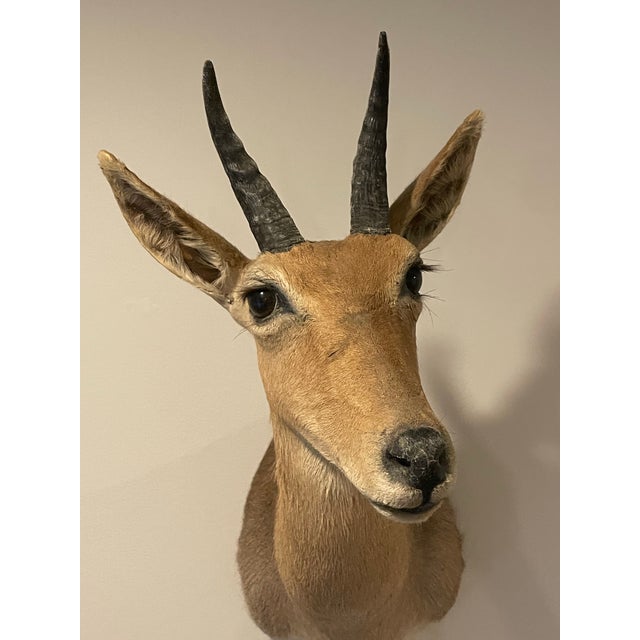 Late 20th Century Reedbuck Shoulder Mount Taxidermy Hunting Trophy For Sale - Image 11 of 12