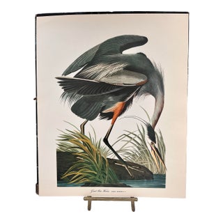 1964 Audubon Folio Lithograph Great Bird Paintings – “Great Blue Heron” 17x14 For Sale