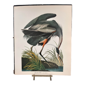 1964 Audubon Folio Lithograph Great Bird Paintings – “Great Blue Heron” 17x14