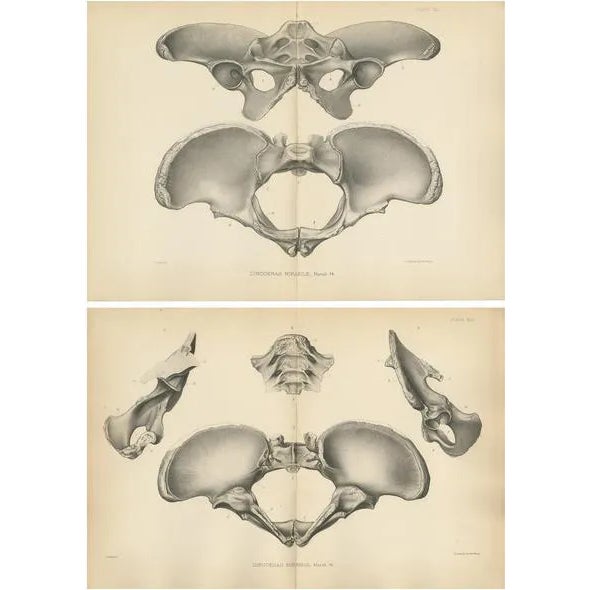 Marsh, Paleontology Illustrations of a Dinoceras Mirabile, 1886, Prints, Set of 2 For Sale