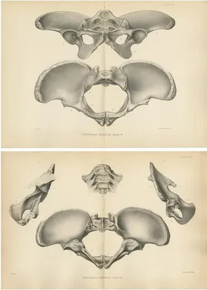 Marsh, Paleontology Illustrations of a Dinoceras Mirabile, 1886, Prints, Set of 2