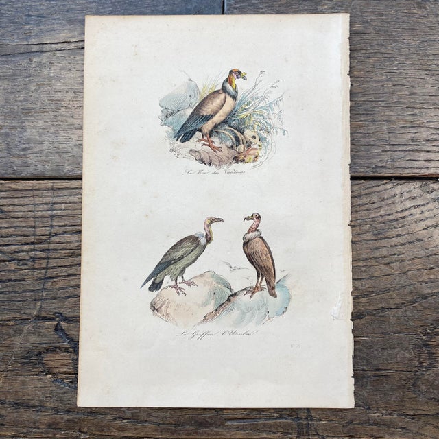 Super high quality in this lovely historical French 18th Century le griffon bird engraving! Signed P. Colin Sc and V. Adam...
