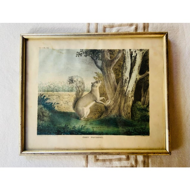 American Antique Hand-Colored Lithograph: Gray Squirrel - j.g. Keulemans Nature on Stone For Sale - Image 3 of 6