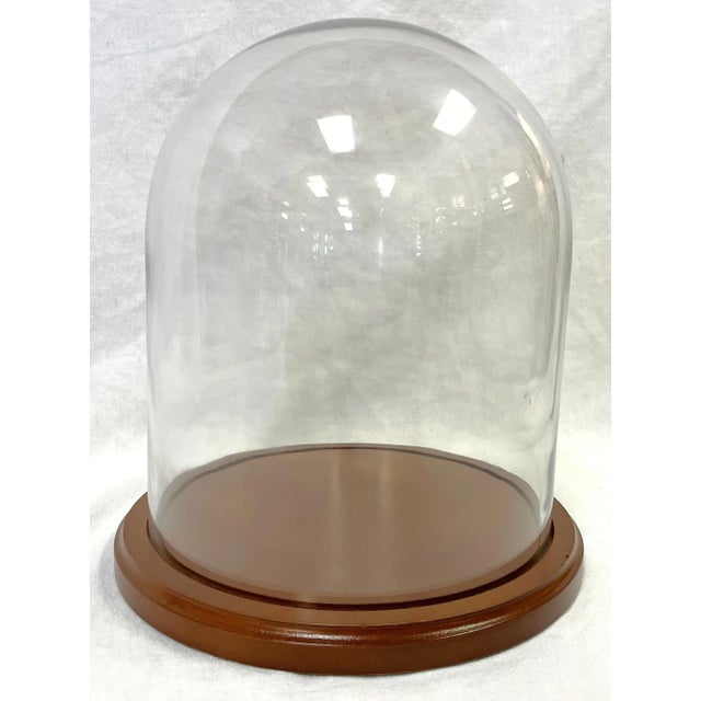 Vintage Large Glass Display Cloche on Wood Base For Sale - Image 13 of 13
