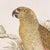 These tropical parrot prints with intricate backgrounds are a pop of color for any space from bedroom to foyer. In a...