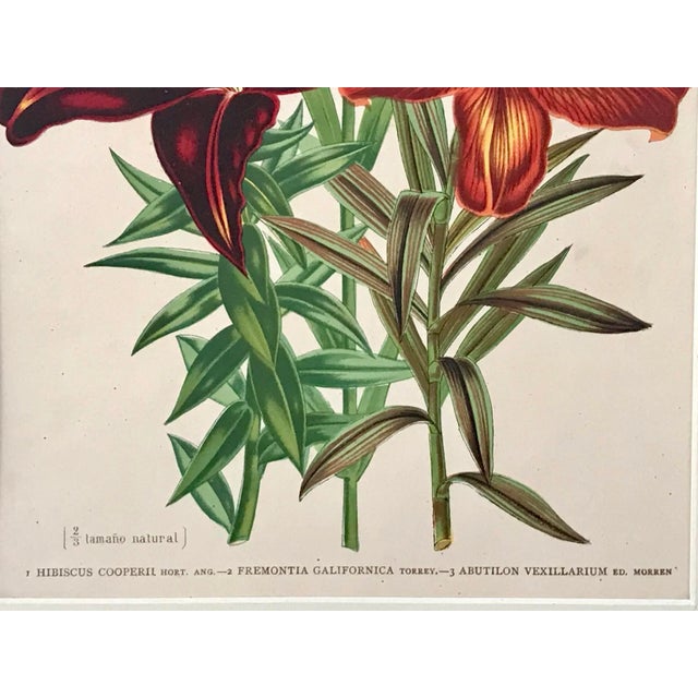 Antique Tropical Hibiscus Floral Botanical Color Lithograph Print 1896 For Sale In New York - Image 6 of 7