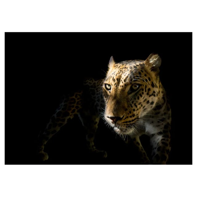 Daniel Hernanz Ramos, Leopard With Black Background, Panthera Pardus!, Photographic Paper For Sale
