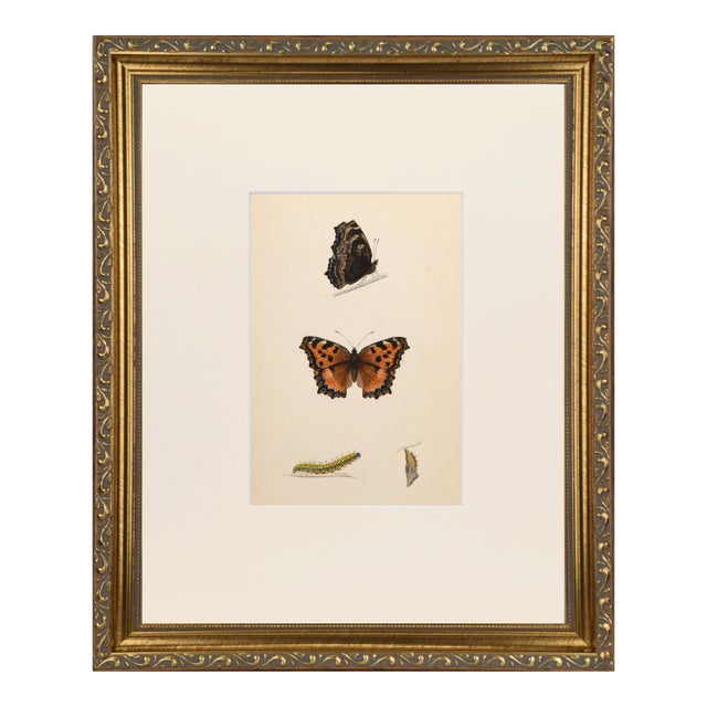 19th Century Antique Morris Butterfly Print Hand Colored Lithograph 1853 For Sale