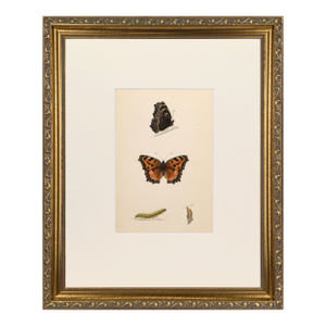 19th Century Antique Morris Butterfly Print Hand Colored Lithograph 1853
