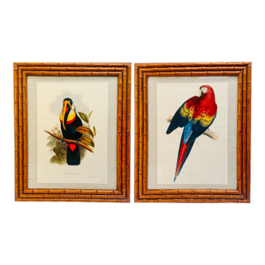 1960s French Ornithological Bird Lithographs Macaw & Toucan in Large Faux Bamboo Frames Reproduction Print - A Pair