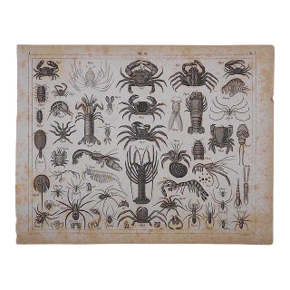 Antique-Lithograph Crustaceans For Sale