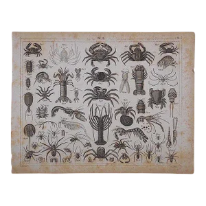 Antique-Lithograph Crustaceans