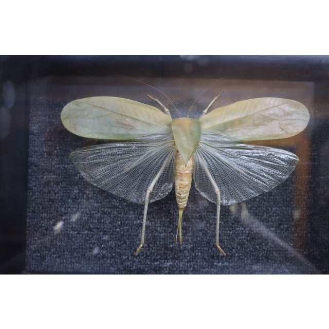 Late 20th Century Framed Giant Katydid Shadow Box Specimen Display For Sale - Image 5 of 9