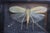 Late 20th Century Framed Giant Katydid Shadow Box Specimen Display For Sale - Image 5 of 9
