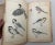 1914 Antique Japanese Eisho Hyakucho Gafu Tsuchida Eisho Birds Woodblock Prints For Sale - Image 11 of 18