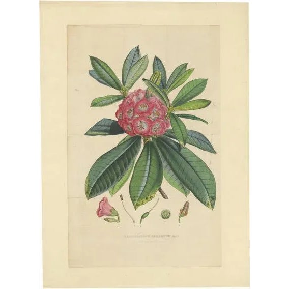 Rhododendron Barbatum, 1849, Lithograph For Sale - Image 6 of 6