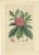 Rhododendron Barbatum, 1849, Lithograph For Sale - Image 6 of 6
