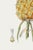 Vintage Hand-Drawn Pineapple, Botanical Art Print Reproduction, 20" X 30" For Sale - Image 9 of 10