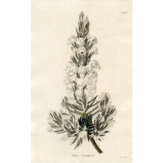 1820s, the Botanical Cabinet, Set of 6 Antique Botanical Prints, Engravings, Hand Colored, England For Sale - Image 6 of 8