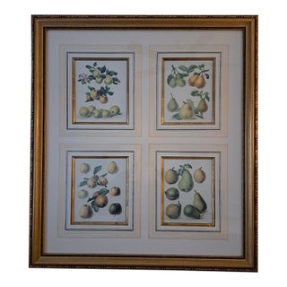 Bountiful Fruit - 4 Prints Mounted and Framed For Sale