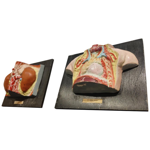 1950s Anatomical Models, 1950s, Set of 2 For Sale - Image 5 of 5
