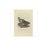 Antique print titled 'oenas, vinago, livia'. The rock dove, rock pigeon or common pigeon (columba livia) is a member of...