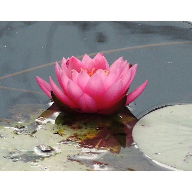Contemporary "Lotus Pond" Contemporary Color Photograph by Dorothy Solomon For Sale - Image 3 of 4