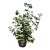 Hand Painted Tole Geranium in Pot For Sale