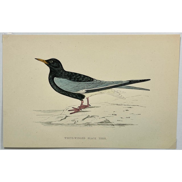 Antique Hand Tinted Bird Print From England Featuring a White-Winged Black Tern - Circa 1888. Print measures 7 3/8” W x 4...