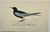 Antique Hand Tinted Bird Print From England Featuring a White-Winged Black Tern - Circa 1888. Print measures 7 3/8” W x 4...