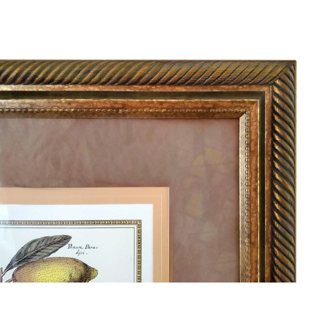 Late 20th Century Prints Framed Botanical For Sale - Image 5 of 14