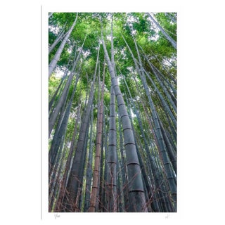 Amanda Ludovisi, Bamboo, Giclée Print, 2019 For Sale