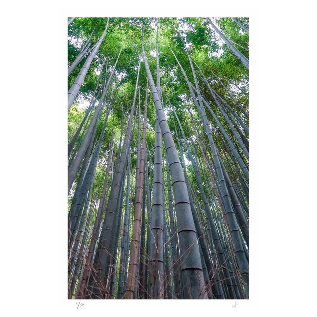 Amanda Ludovisi, Bamboo, Giclée Print, 2019 For Sale
