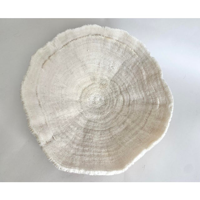 Natural White Bowl Coral Specimen Coastal Home For Sale In Los Angeles - Image 6 of 9