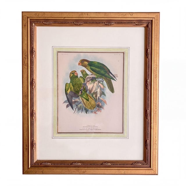 Illustration Pair of Framed John Gerrard Keulemans Lory Prints | 1896 Hand-Colored Lithographs, Mivart's Monograph of the Lories For Sale - Image 3 of 10