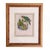 Illustration Pair of Framed John Gerrard Keulemans Lory Prints | 1896 Hand-Colored Lithographs, Mivart's Monograph of the Lories For Sale - Image 3 of 10