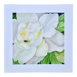 “White Rose” Giclee Print of Watercolor by Deborah Rogers
