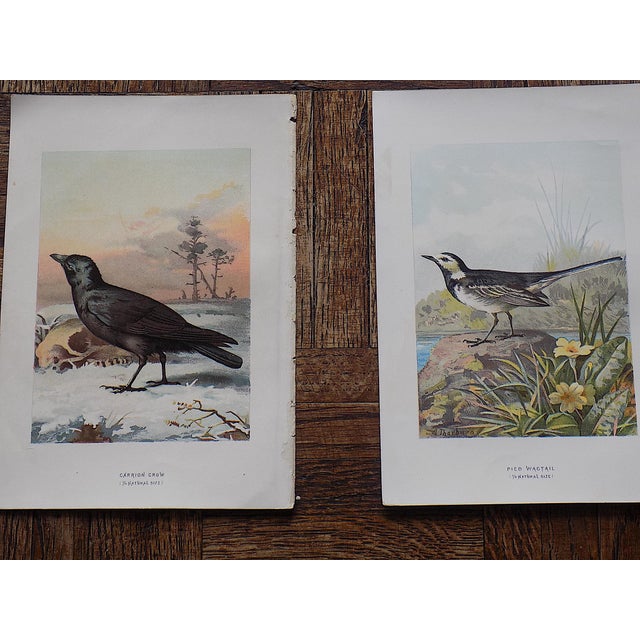 Printmaking Materials Antique 19th Century Wild Bird Chromolithographs - Set of 9 For Sale - Image 7 of 9