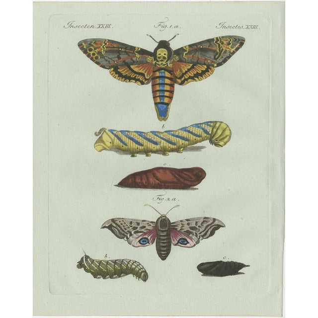 Early 19th Century Bertuch, Set of Three Antique Butterfly and Moth Prints, Engraving For Sale - Image 5 of 9