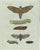 Early 19th Century Bertuch, Set of Three Antique Butterfly and Moth Prints, Engraving For Sale - Image 5 of 9
